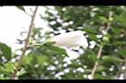 木槿-白花苞04.jpg