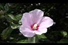 木槿-花01.jpg