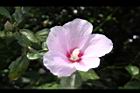 木槿-花02.jpg