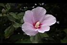 木槿-花03.jpg