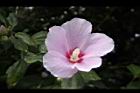 木槿-花04.jpg