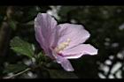 木槿-花05.jpg