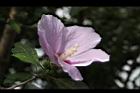 木槿-花06.jpg