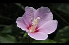 木槿-花07.jpg
