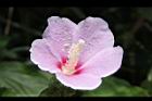 木槿-花09.jpg