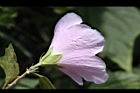 木槿-花11.jpg