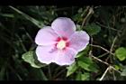木槿-花15.jpg