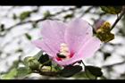 木槿-花16.jpg