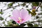 木槿-花17.jpg