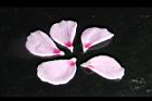 木槿-花瓣00.jpg