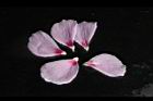 木槿-花瓣03.jpg