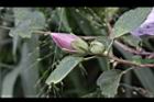 木槿-花苞0.jpg