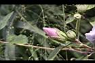 木槿-花苞2.jpg