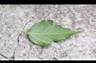 木槿-葉背1.jpg