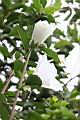白花木槿-花01.jpg
