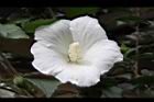 白花木槿-花03.jpg