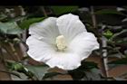 白花木槿-花05.jpg