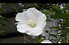 白花木槿-花06.jpg