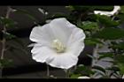 白花木槿-花07.jpg