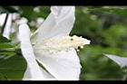 白花木槿-花08.jpg
