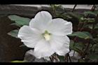 白花木槿-花12.jpg