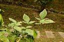 木橘-枝刺00.JPG