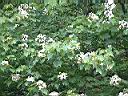 木油桐-花01.JPG