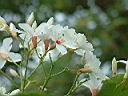 木油桐-花04.JPG