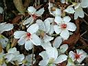 木油桐-花07.JPG