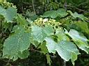 木油桐-花苞0.JPG