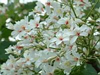 木油桐-花03.JPG