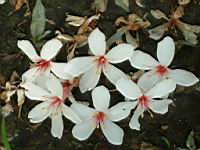 木油桐-花08.JPG