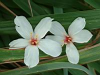 木油桐-花11.JPG