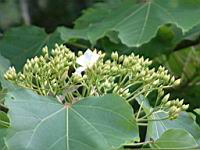 木油桐-花苞1.JPG