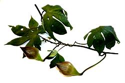 木玫瑰-實00.JPG