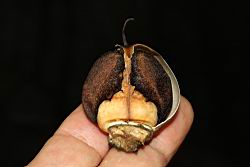 木玫瑰-種子06.JPG