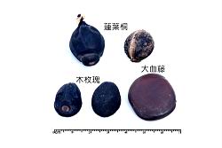 木玫瑰-種子15.JPG