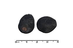 木玫瑰-種子17.JPG