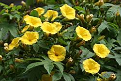 木玫瑰-花01.jpg