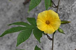 木玫瑰-花08.jpg