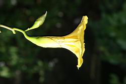 木玫瑰-花12.jpg