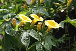 木玫瑰-花03.jpg