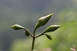 木玫瑰-花苞04.jpg