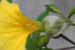 木玫瑰-花蕊00.jpg