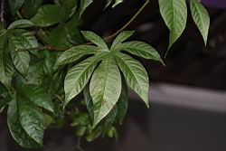 木玫瑰-葉08.JPG