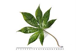 木玫瑰-葉正02.JPG
