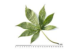 木玫瑰-葉背00.JPG