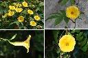木玫瑰-花1.jpg