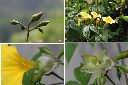 木玫瑰-花2.jpg