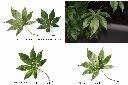 木玫瑰-葉1.jpg